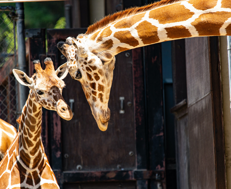 Oakland Zoo New Giraffe, Kijiji, to the Herd Oakland Zoo